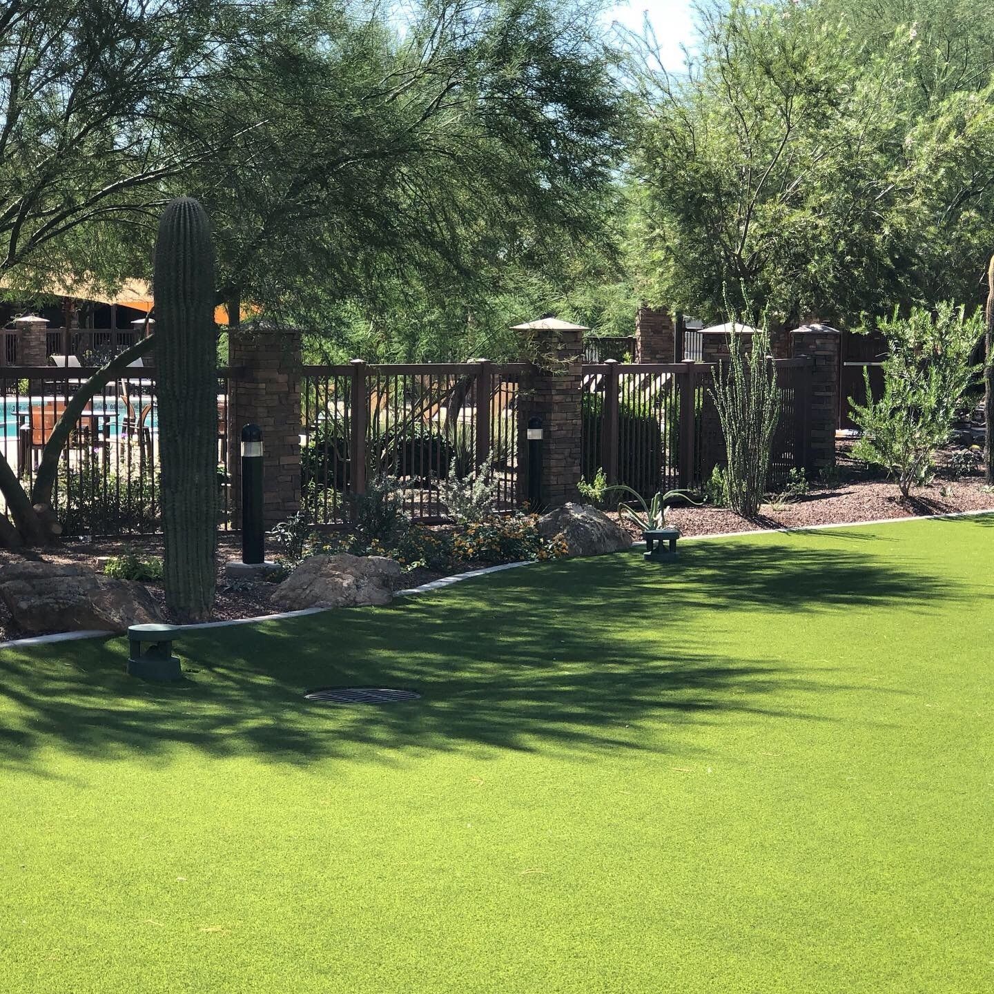 Green lawn with a saguaro cactus, fence, and trees in a sunny outdoor area.