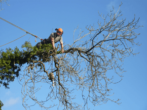 Tree Removal - Milngavie - The Tree Fella - Pruning Pruning