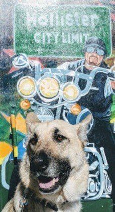 Pet care in Hollister, CA
