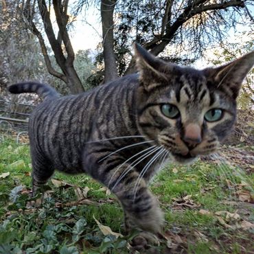 Insured and bonded cat sitter in Hollister, CA.  