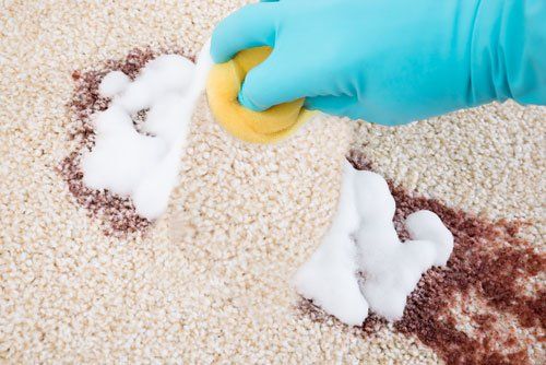 Professional removing the stains on the carpet