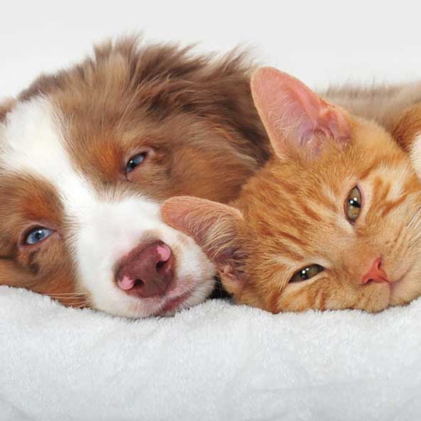 prodotti veterinari