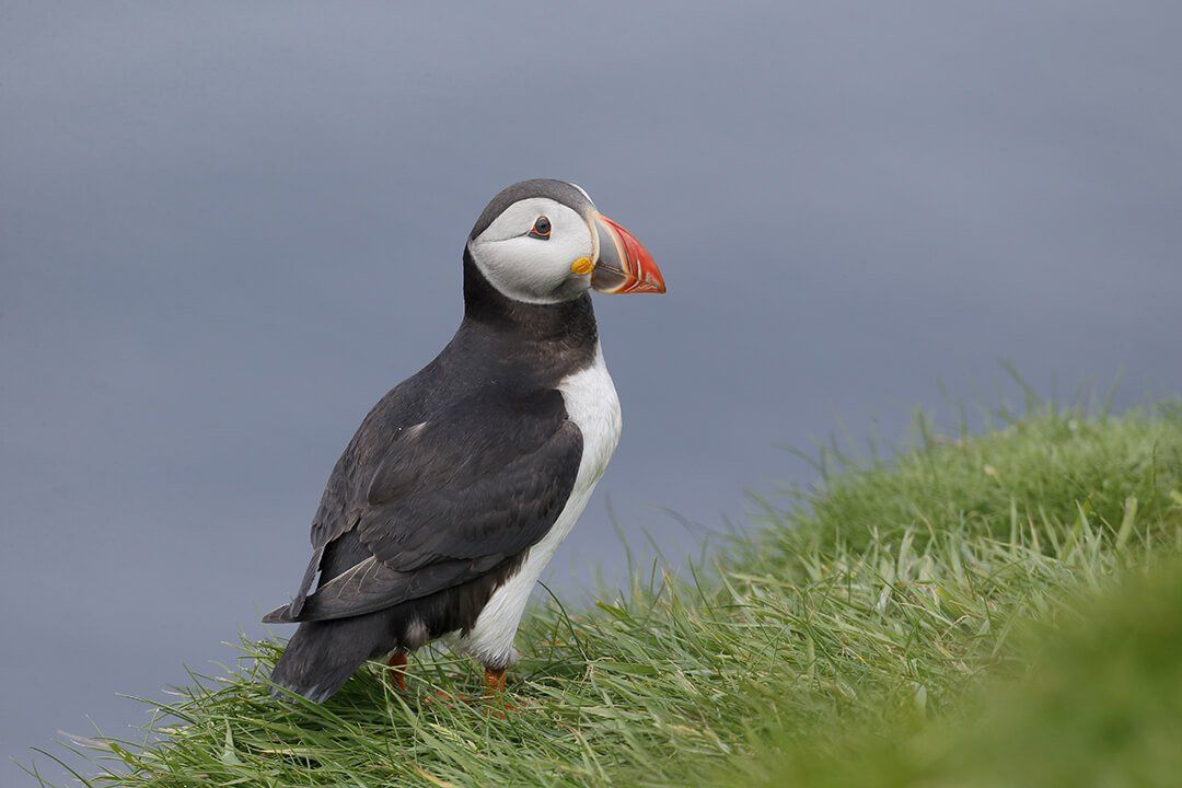 self orkney gallery