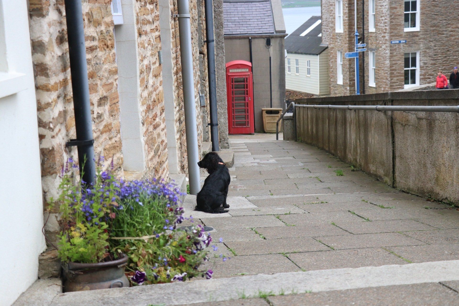 self orkney gallery