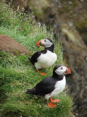 self orkney gallery