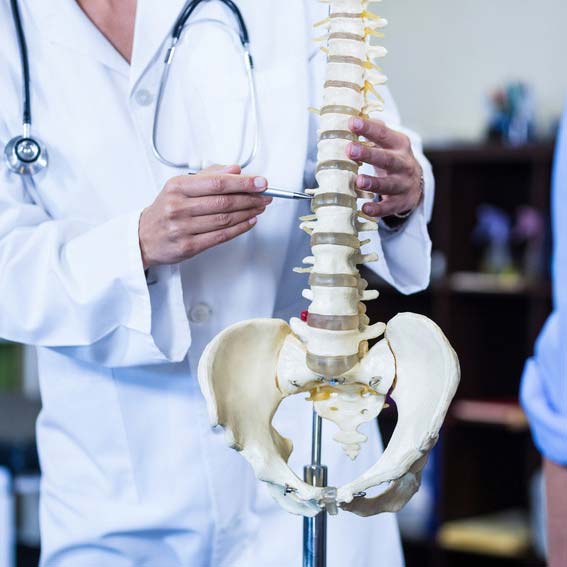 Physiotherapist examining a spine model in the clinic