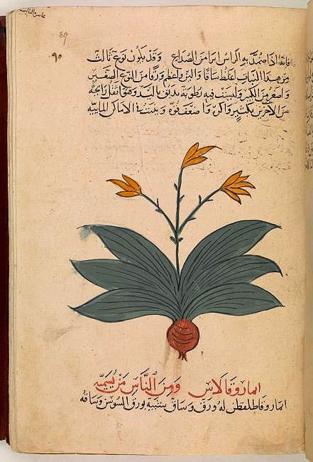 Dioscorides’ Materia Medica