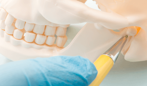 A dentist is examining a model of a skull with a pen.
