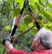 Cutting — Tree Pruning in Bethel Park, PA Cutting — Tree Pruning in Bethel Park, PA