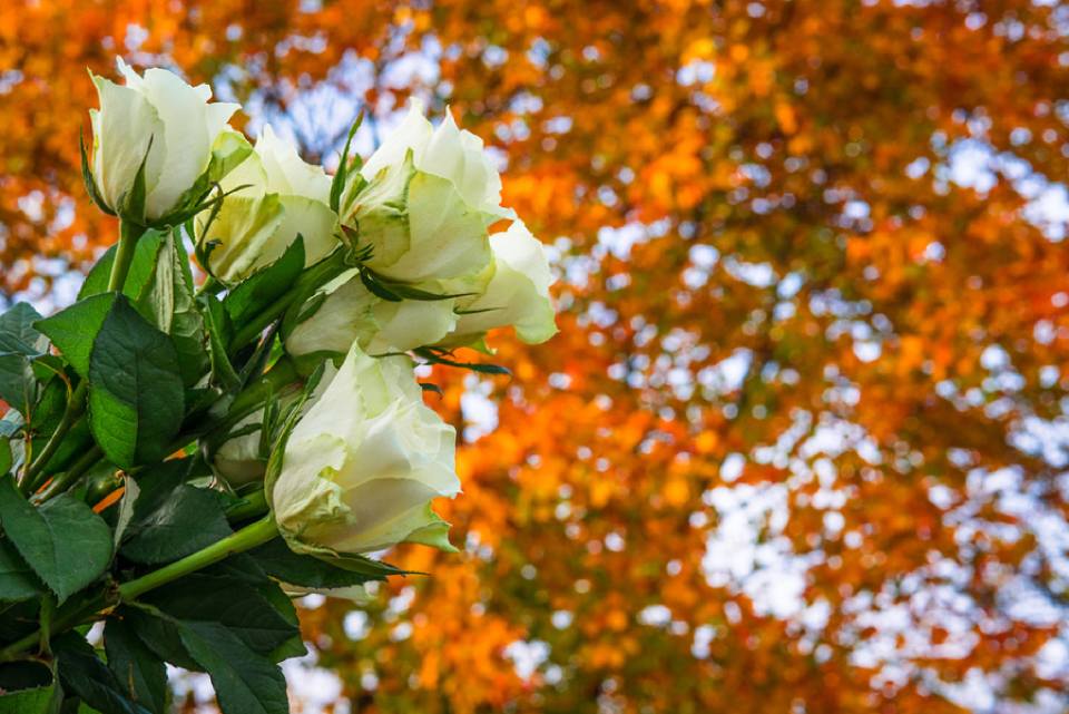 Rose bianche per l'addobbo funebre
