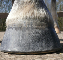 Barefoot Hoof
