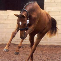 Barefoot Horse