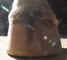 Barefoot hoof