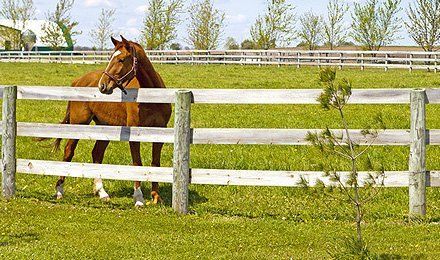 commercial fence