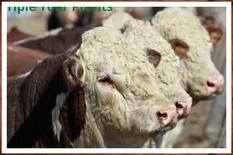 cows