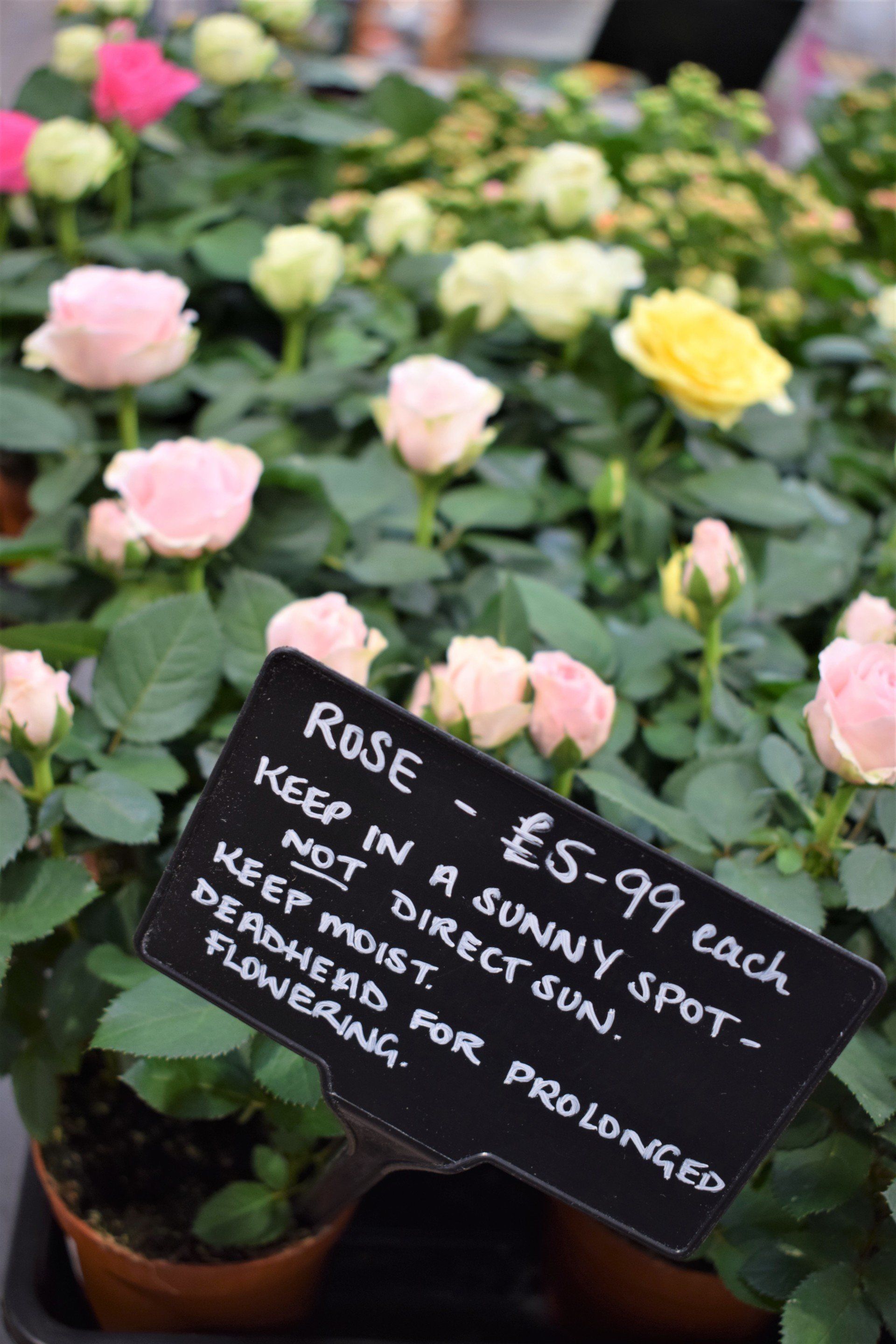 Combe Garden Centre 9