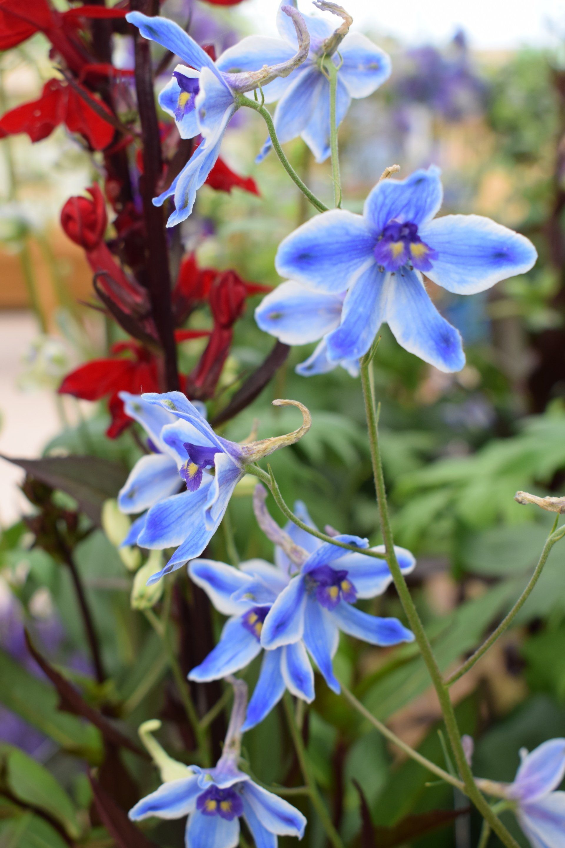 Combe Garden Centre 12