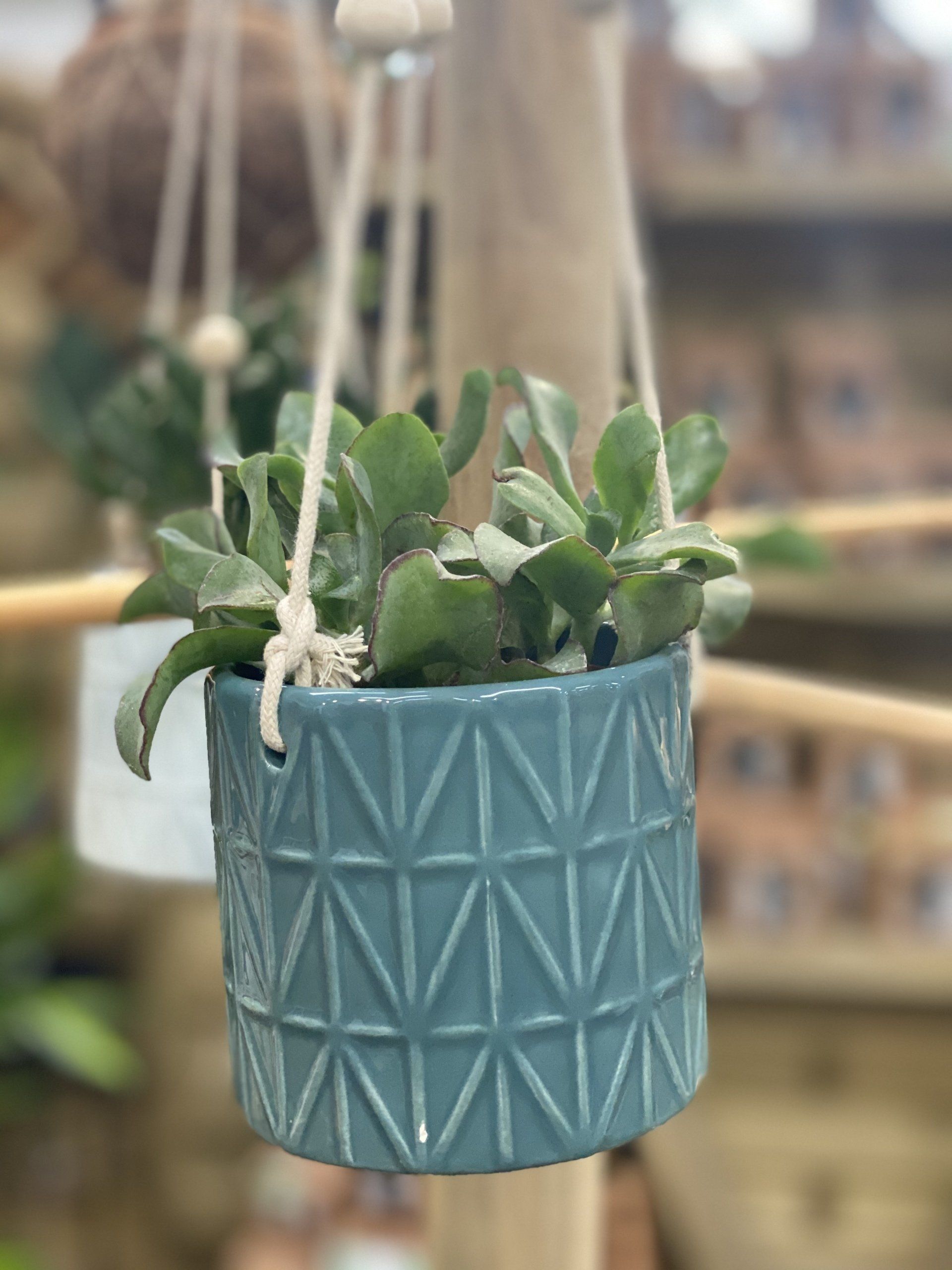 Combe Garden Centre 5