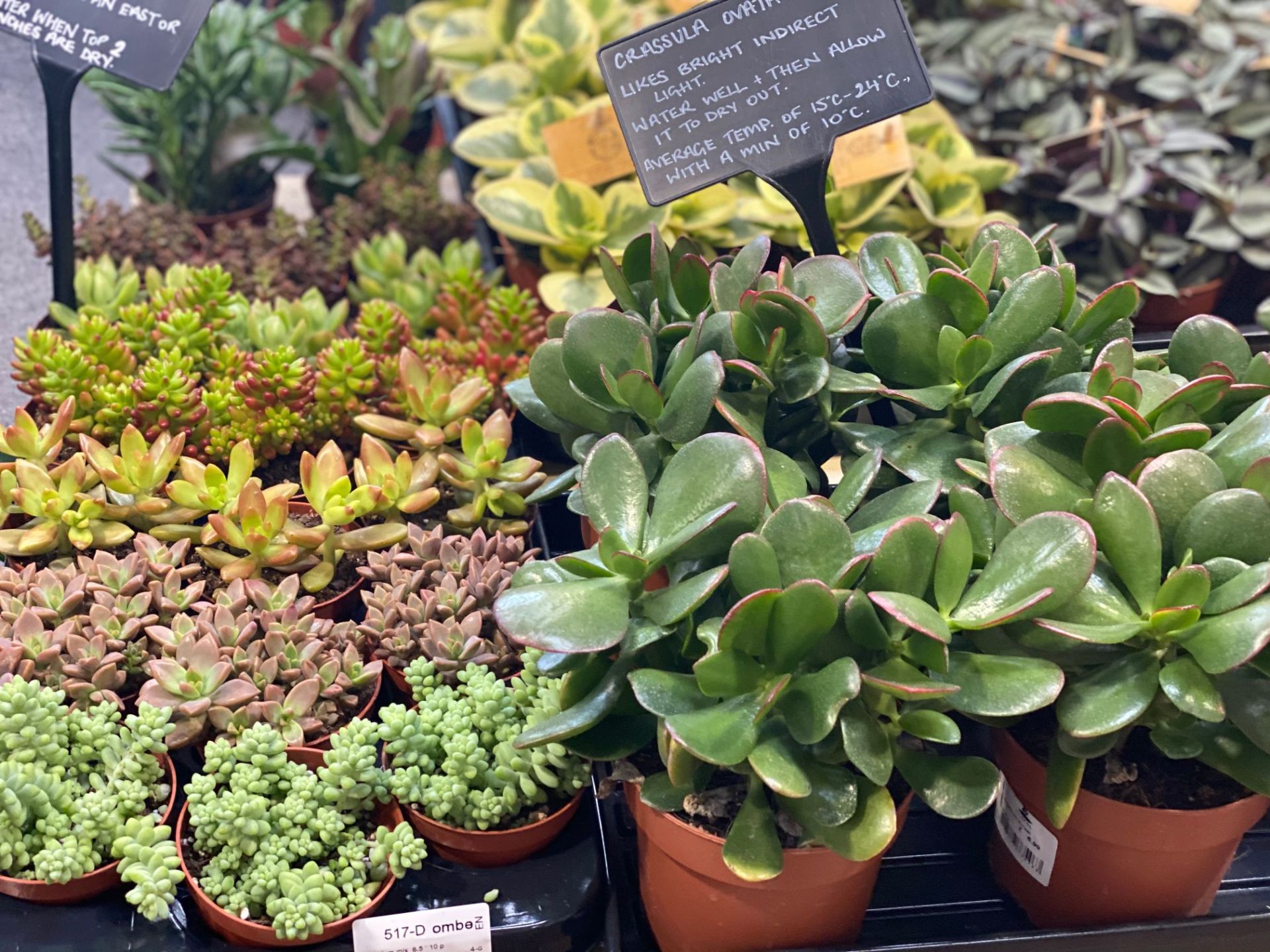 Honiton garden centre