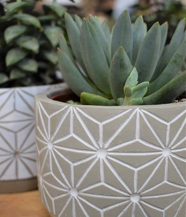 potted plant