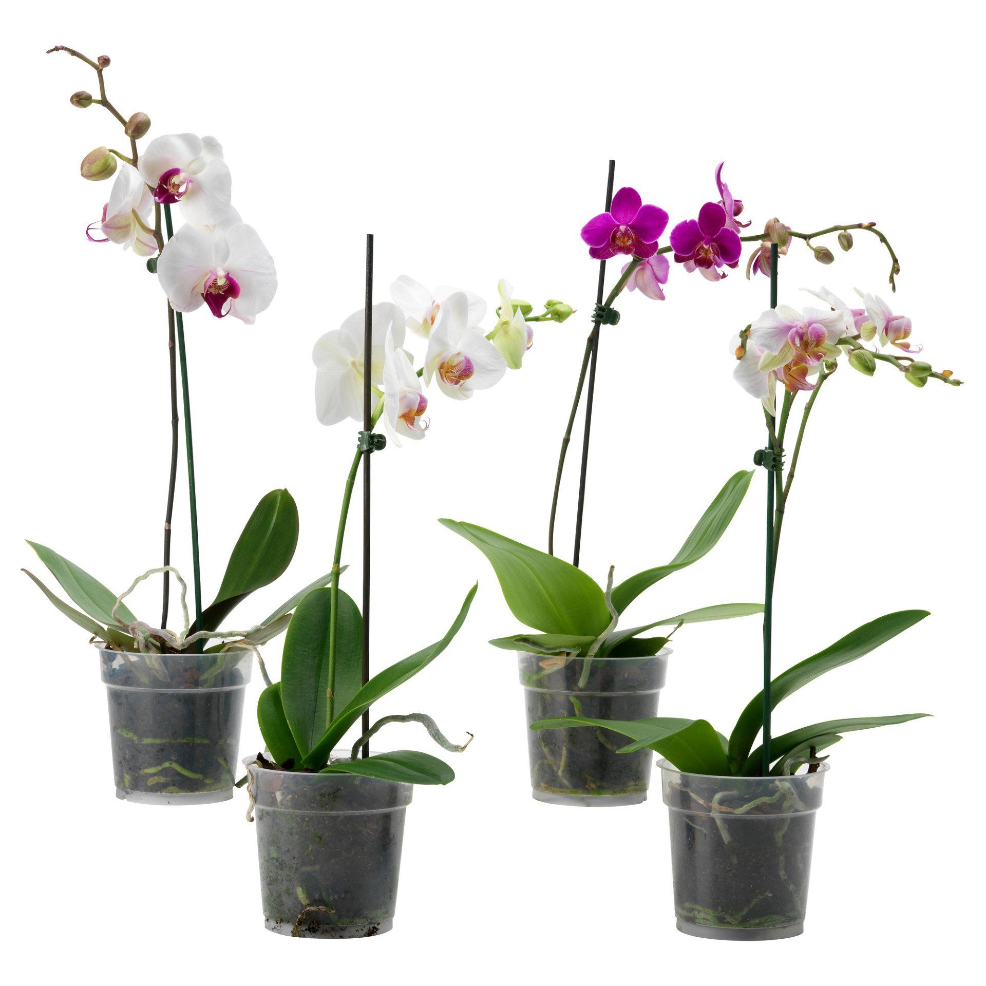 Pianta orchidea