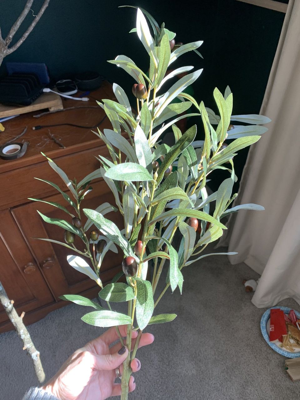 Olive bushes from Hobby Lobby