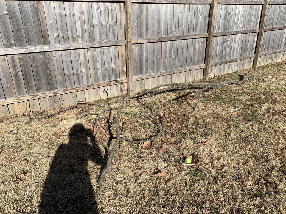 fallen branch in yard for fake olive tree