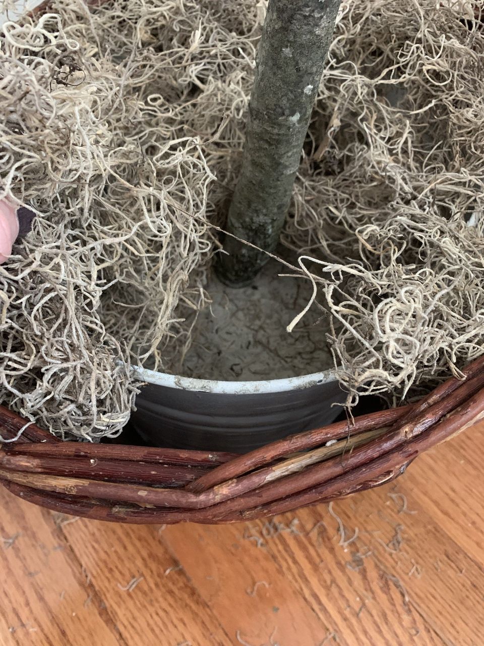moss on top of basket of fake olive tree