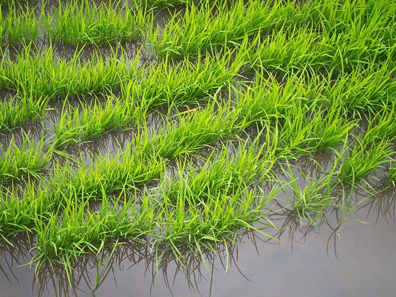 A field of green grass growing in the water.