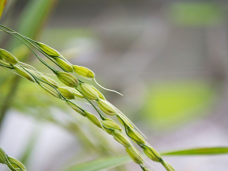 A close up of a green plant with a blurred background.