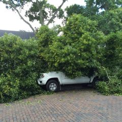 A white truck is stuck under a tree in a parking lot