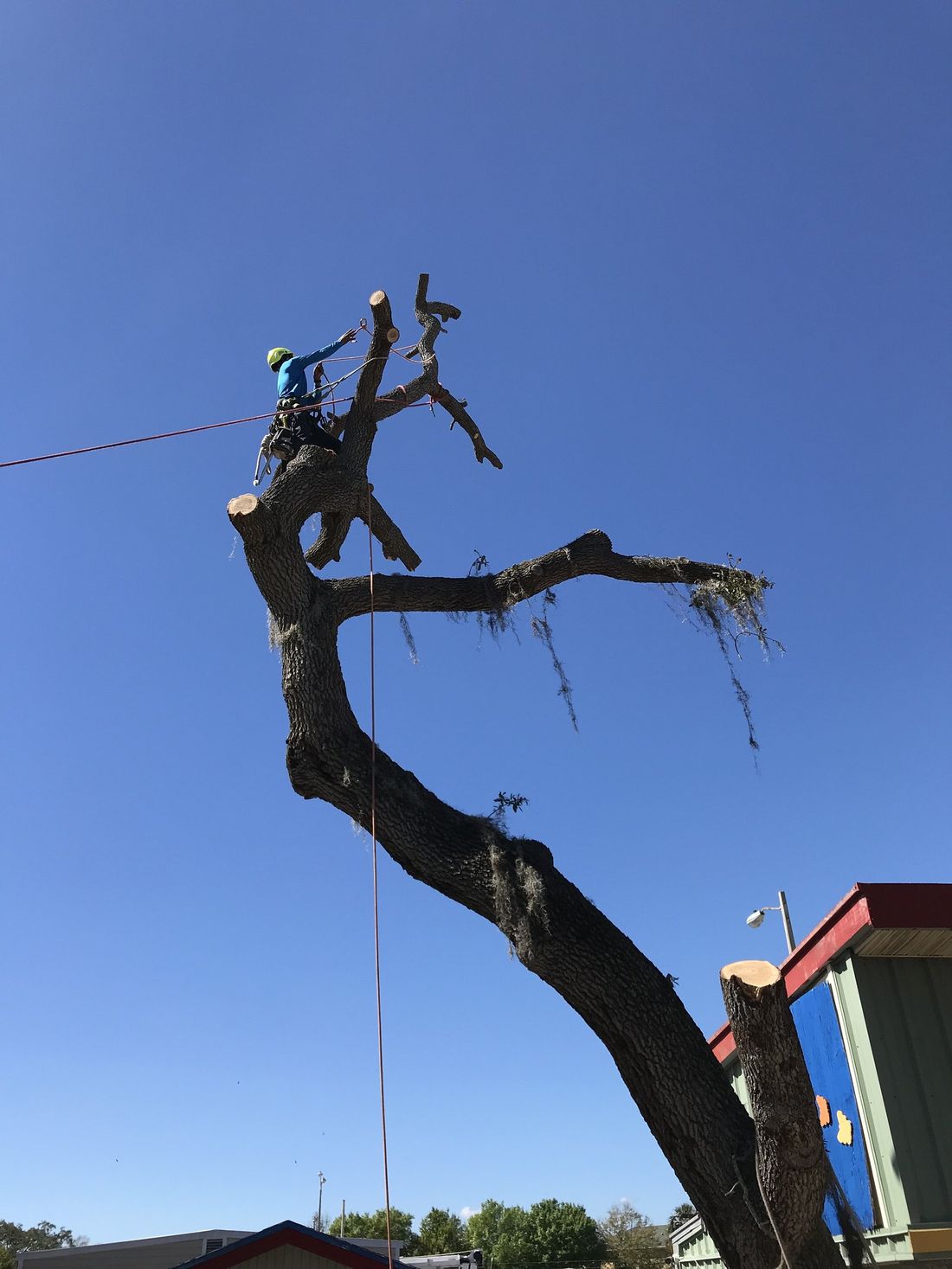 A person is climbing a tree with a blue sky in the background