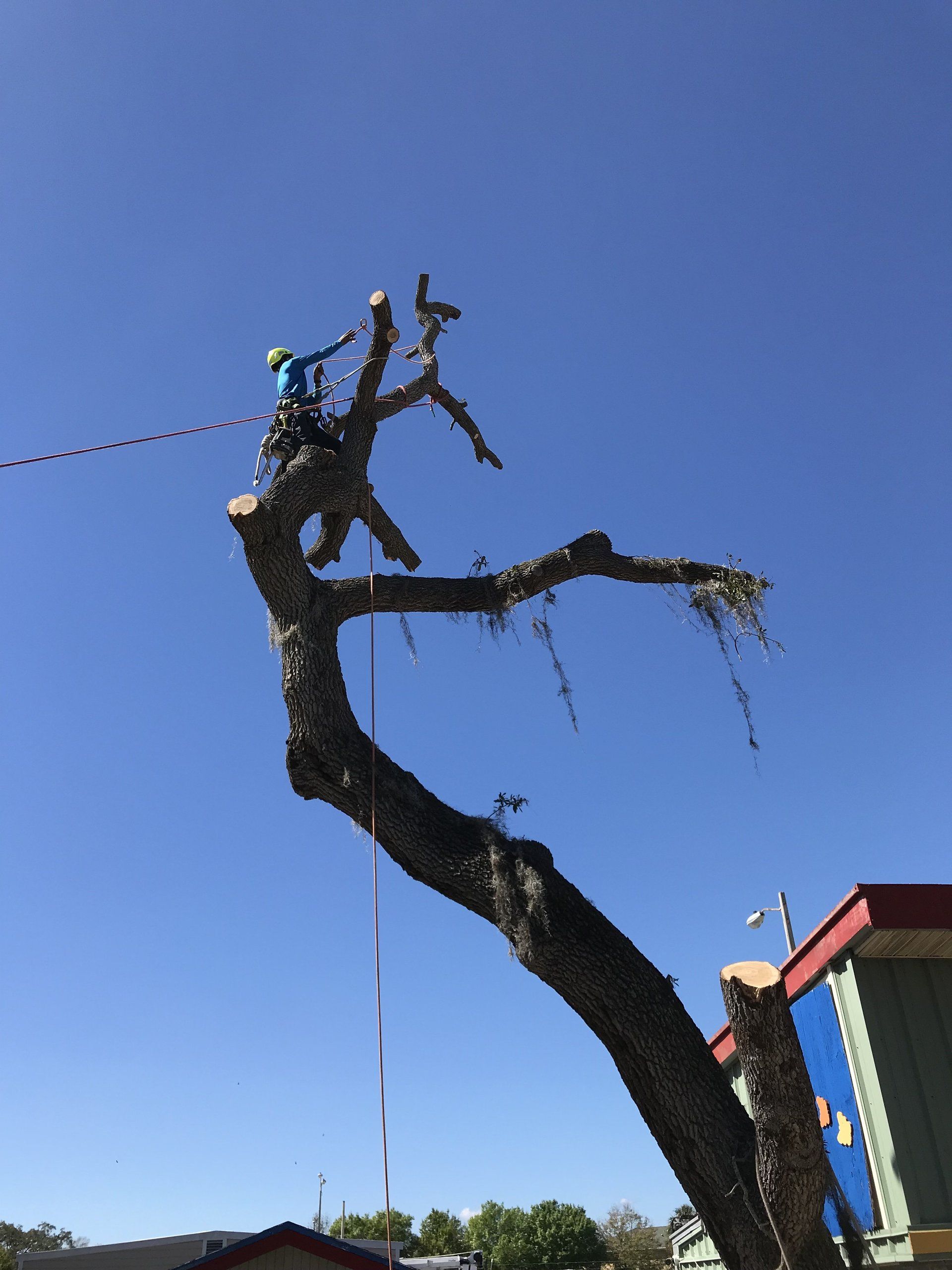 A person is climbing a tree with a blue sky in the background