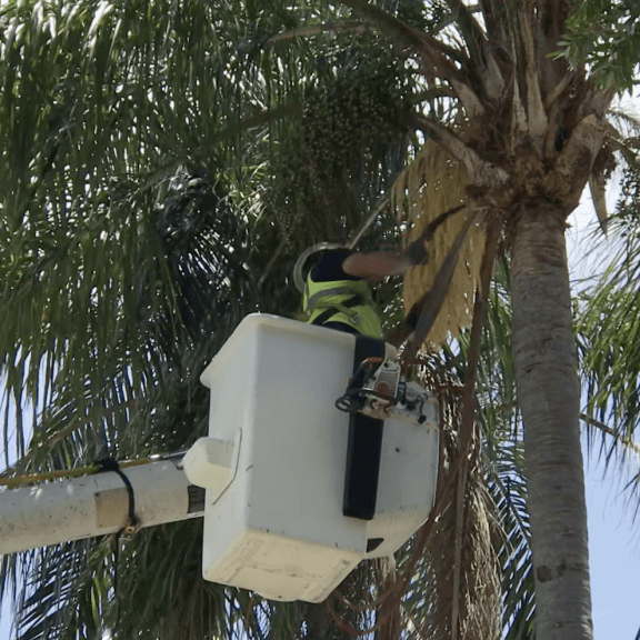 A man in a bucket is working on a palm tree