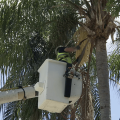 A man in a bucket is working on a palm tree