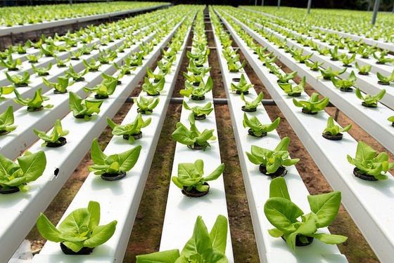 Smarter Food cities piece