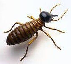 Termite Control Buffalo, NY