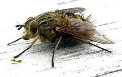 Fly Control Buffalo, NY