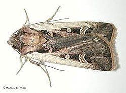 Moth Control in Buffalo, NY