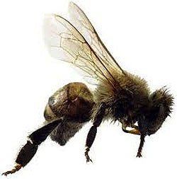 Bee Control Buffalo, NY