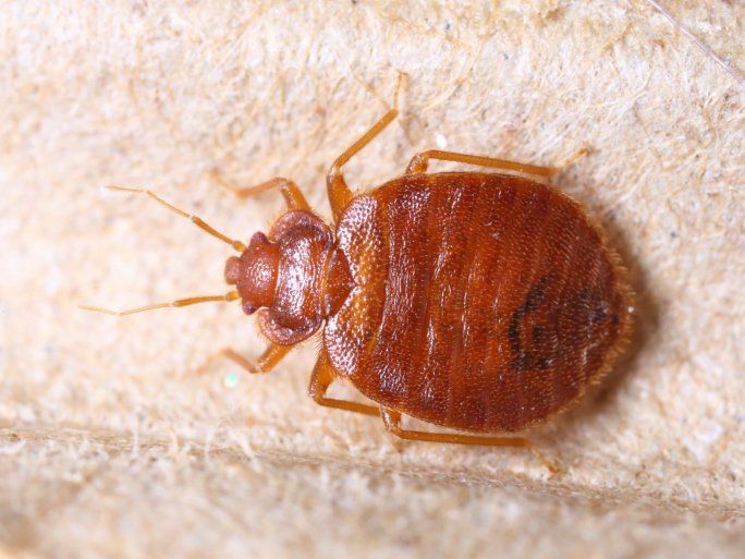 bed bug control