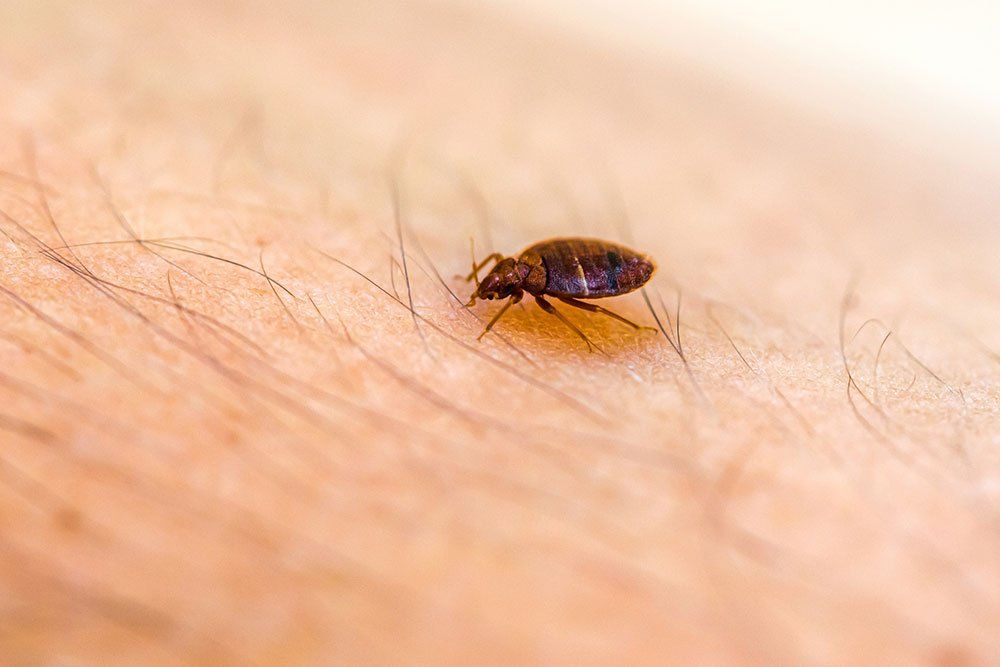 Bed Bug Control | Lockport & Niagara Falls, NY