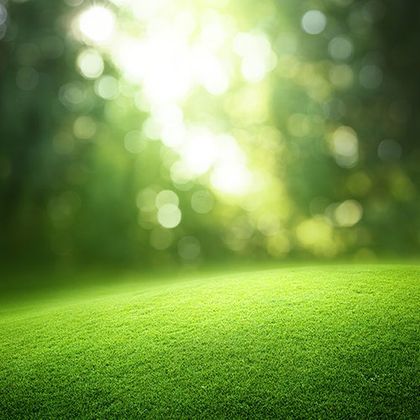 Spring forest background - General Spray Service in Ocala, FL.