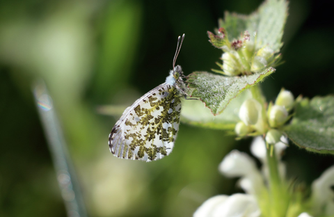 Orange-tip butterfly (female)
