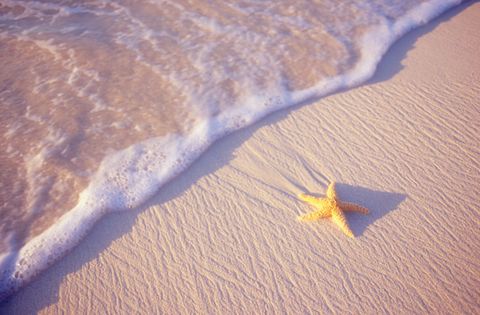 Starfish on Beach