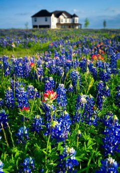 lupine flowers