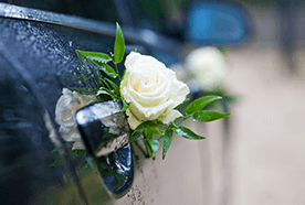 White rose