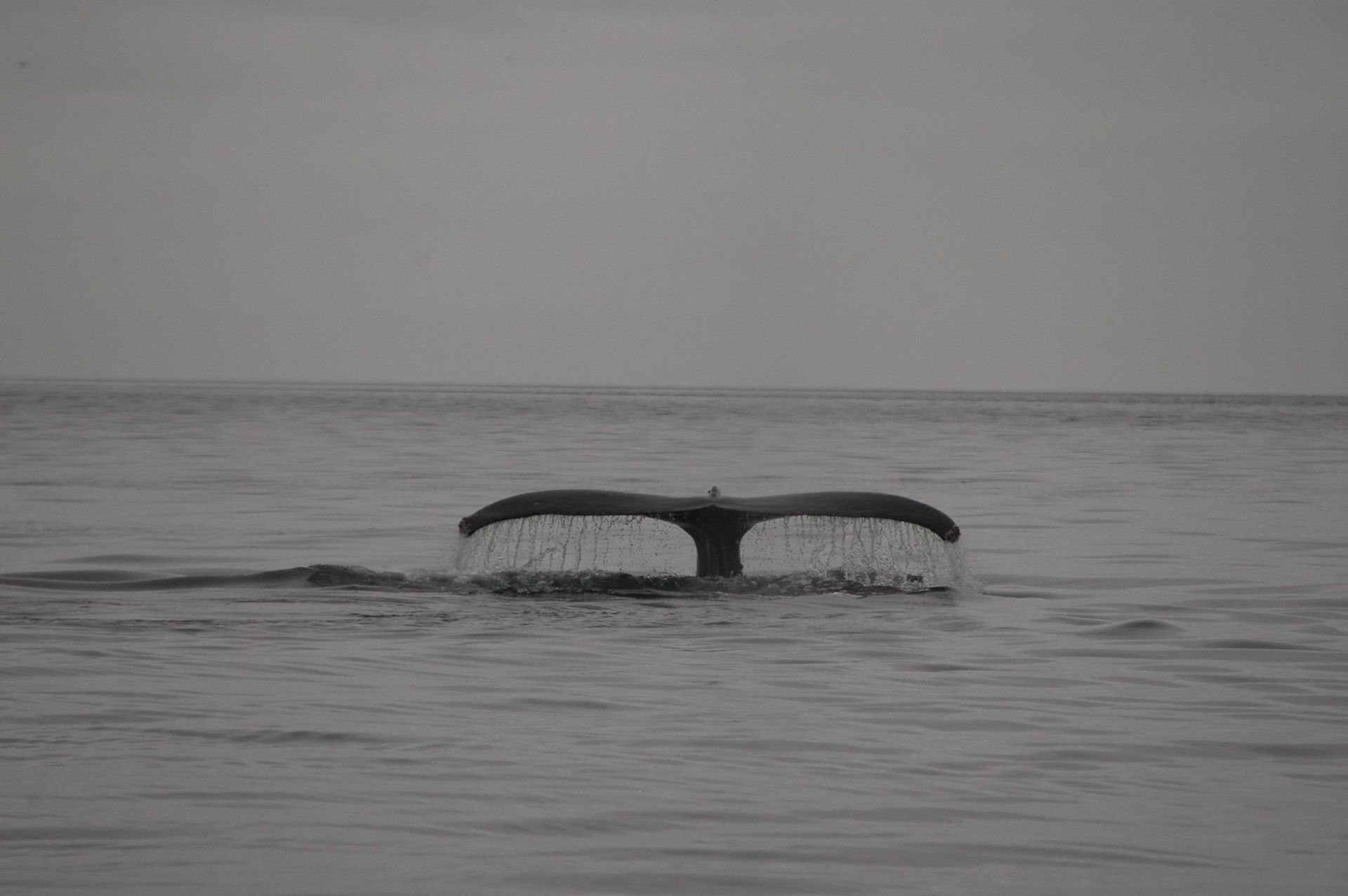 A whale tail fin above calm gray ocean water at sea