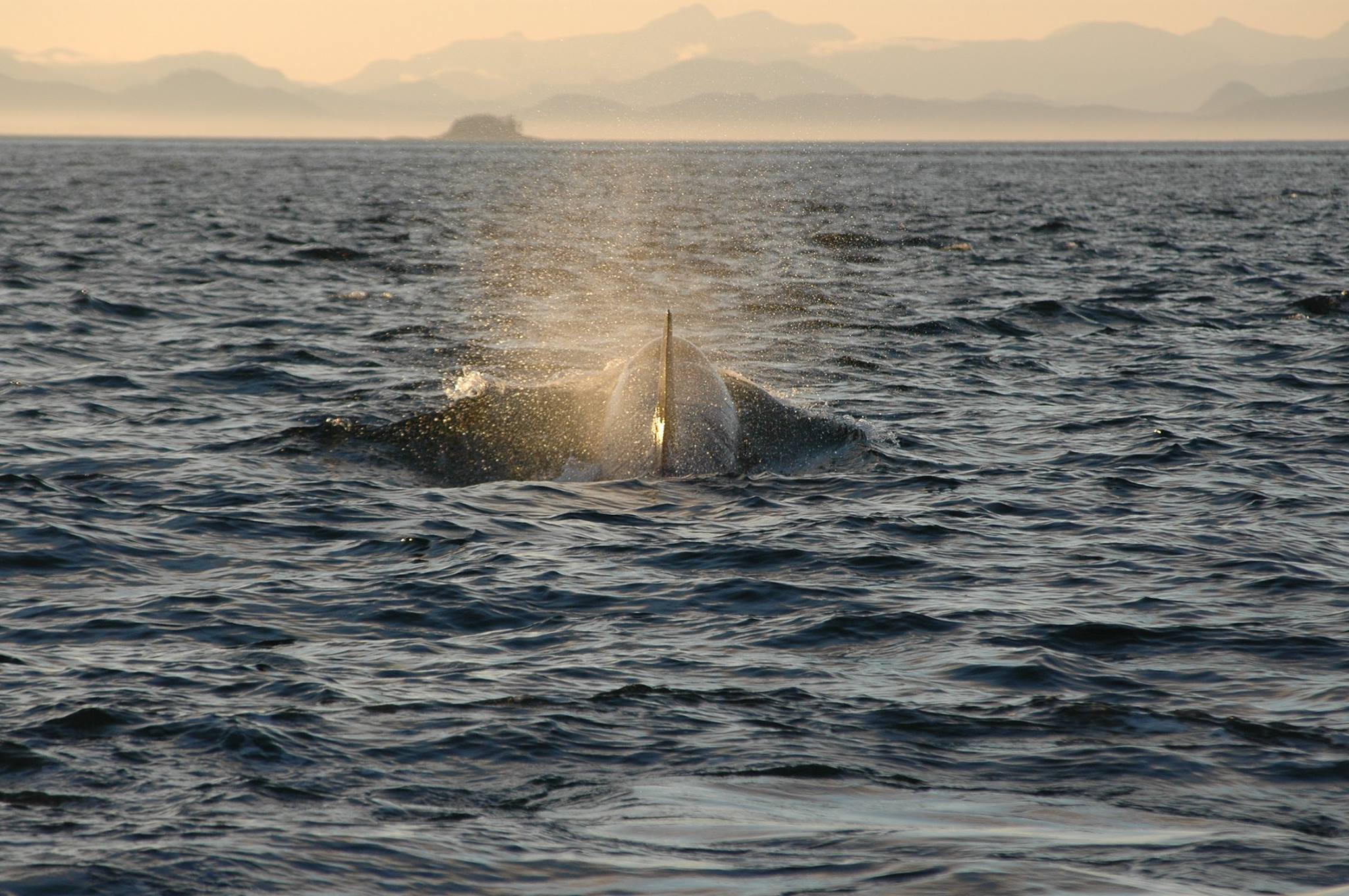Dolphin surfacing in choppy sea at sunset with distant mountains