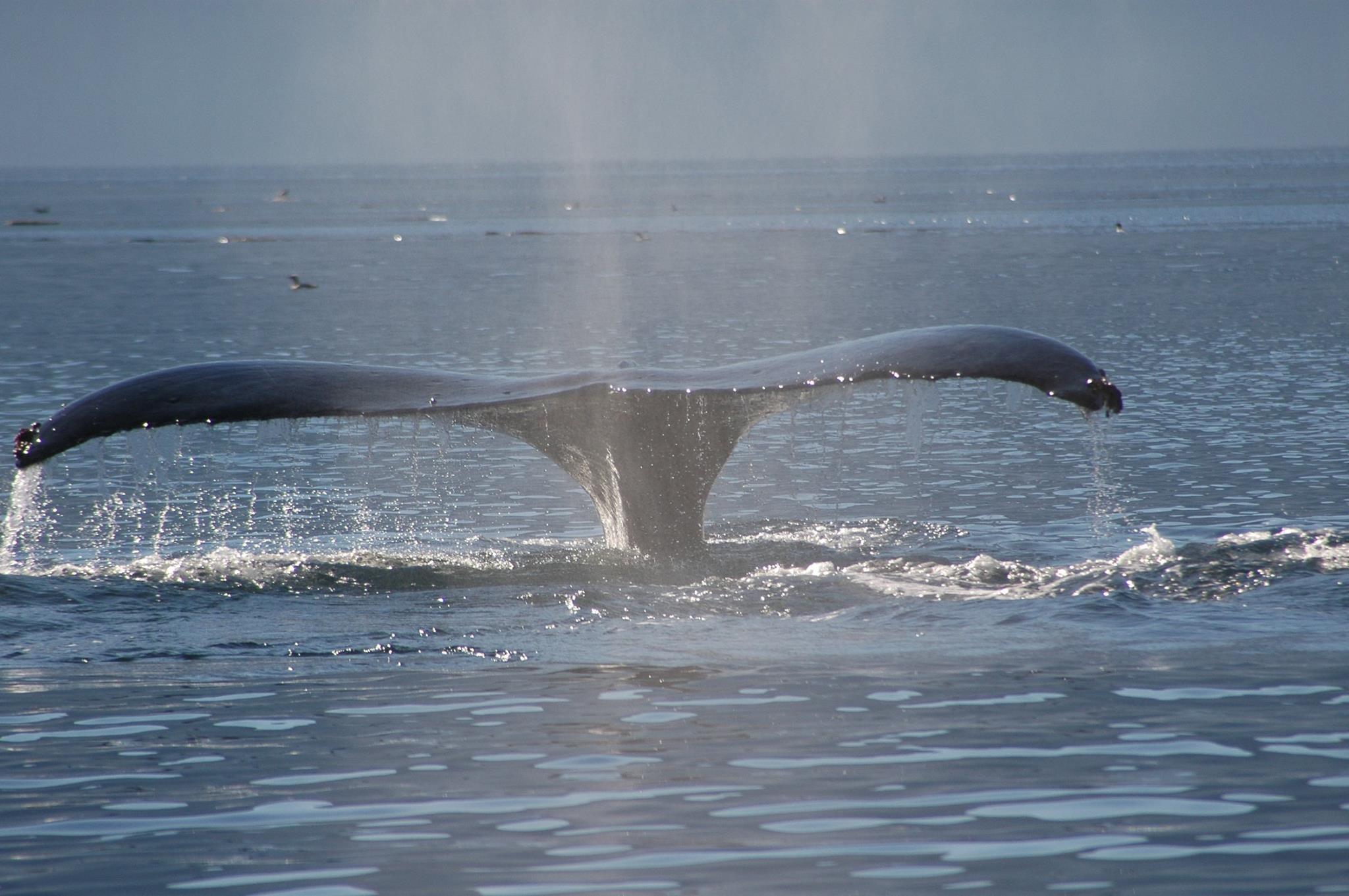 Whale tail flukes lifting above the ocean surface, splashing water